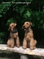 airedale-789