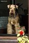 airedale-798