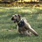 airedale-801