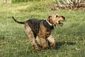 airedale-804