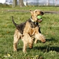 airedale-805