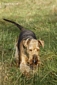 airedale-808