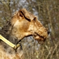 airedale-811