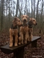 airedale-815