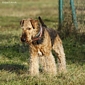 airedale-817