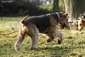 airedale-820