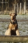 airedale-821