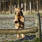 airedale-822