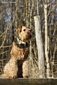 airedale-823