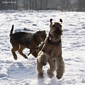 airedale-826