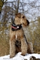 airedale-827