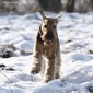 airedale-832