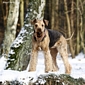 airedale-835