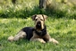 airedale-844