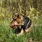 airedale-849