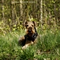 airedale-851