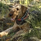 airedale-862