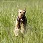 airedale-865