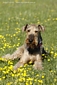 airedale-870