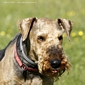 airedale-871