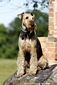 airedale-873