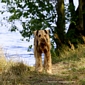 airedale-884