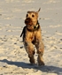 airedale-897