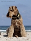 airedale-905