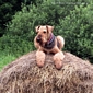 airedale-909