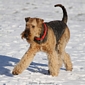 airedale-914