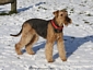 airedale-915