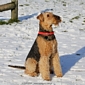 airedale-916