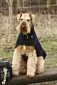 airedale-921