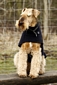 airedale-922