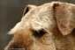 airedale-923