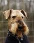 airedale-924