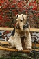 airedale-926