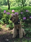 airedale-936