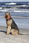 airedale-942