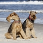 airedale-949