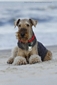 airedale-953