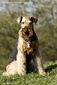 airedale-959