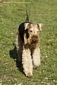 airedale-961