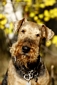 airedale-962