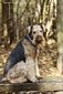 airedale-964