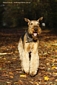 airedale-965