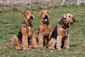 airedale-969