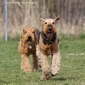 airedale-970