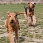 airedale-971