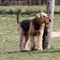 airedale-972